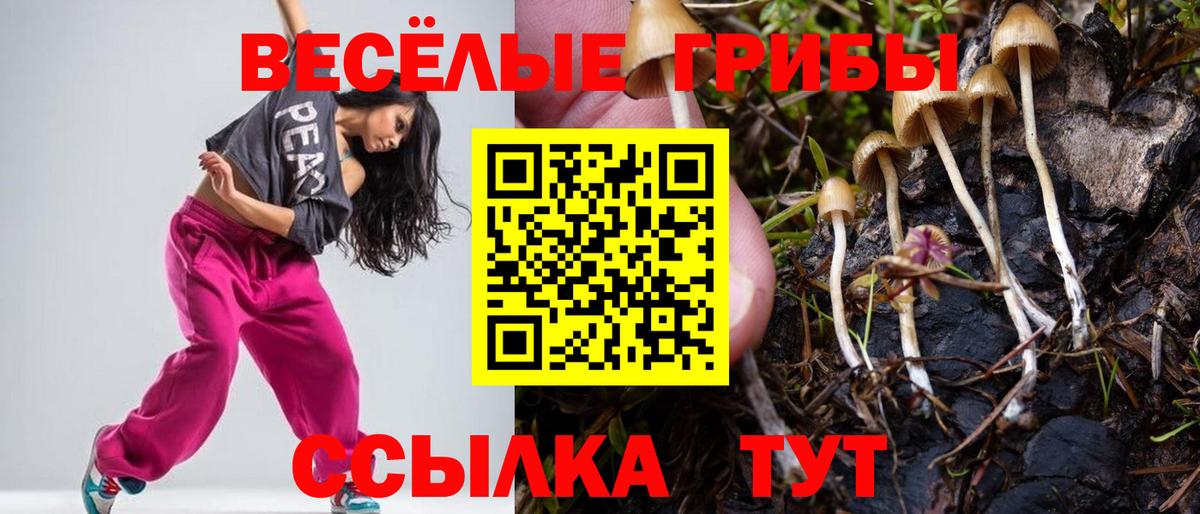 Тверь  Галлюциногенные грибы Psilocybe  Вход с VPN 